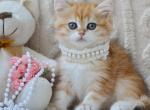 Ginger - British Shorthair Kitten For Sale - Brooklyn&comma; NY&comma; US