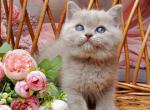 Domenik - British Shorthair Kitten For Sale - Brooklyn&comma; NY&comma; US