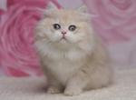 Nemir - British Shorthair Kitten For Sale - Brooklyn&comma; NY&comma; US