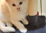 Teddy - Maine Coon Kitten For Sale - PA&comma; US