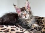 Hazel polydactyl - Maine Coon Kitten For Sale - Brooklyn&comma; NY&comma; US