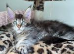 Henry polydactyl - Maine Coon Kitten For Sale - Brooklyn&comma; NY&comma; US