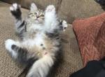 Cheshire - Siberian Cat For Sale - Lynnfield&comma; MA&comma; US