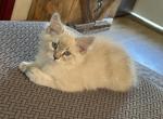 Female June 12 - Polydactyl Kitten For Sale - Absarokee&comma; MT&comma; US