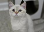 Gwen - Scottish Straight Cat For Sale - Levittown&comma; PA&comma; US