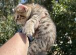 Knox - Highlander Kitten For Sale - Absarokee&comma; MT&comma; US