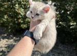 Vivian - Highlander Kitten For Sale - Absarokee&comma; MT&comma; US