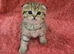 Bella - Scottish Fold Kitten For Sale - Philadelphia&comma; PA&comma; US