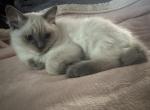 Ally - Ragdoll Kitten For Sale - Etters&comma; PA&comma; US