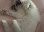 Bianca - Ragdoll Kitten For Sale - Etters&comma; PA&comma; US