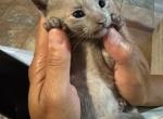 Lavender mix Siamese - Siamese Kitten For Sale - Leominster&comma; MA&comma; US