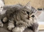 Nimbus from the Cloud Litter - Siberian Kitten For Sale - Tolland&comma; CT&comma; US