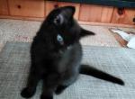 Mikey - Turkish Angora Kitten For Sale - Russell&comma; MA&comma; US