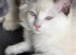 Jessie bicolor seal ready September 8 - Ragdoll Cat For Sale - Mount Joy&comma; PA&comma; US