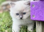 Merlin bluepoint ready October 6 - Ragdoll Kitten For Sale - Mount Joy&comma; PA&comma; US