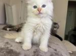 Litter C and D - Siberian Kitten For Sale - Melbourne&comma; FL&comma; US