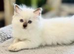 Mick seal ready October 6 - Ragdoll Kitten For Sale - Mount Joy&comma; PA&comma; US