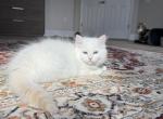 Harold - Siberian Kitten For Sale - Melbourne&comma; FL&comma; US