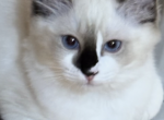 MAGGIES LITTER - Ragdoll Cat For Sale - Mount Joy&comma; PA&comma; US