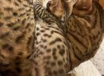 Bengal - Bengal Cat For Sale - Haverstraw&comma; NY&comma; US