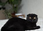 Esenia - Scottish Fold Cat For Sale - Los Angeles&comma; CA&comma; US