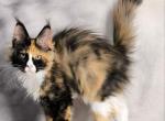 Ulyanka - Maine Coon Cat For Sale - Miami&comma; FL&comma; US