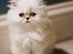 Labubu - Persian Kitten For Sale - Sacramento&comma; CA&comma; US