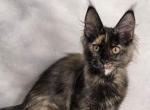 Undine - Maine Coon Cat For Sale - Miami&comma; FL&comma; US