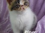 Piper - Exotic Kitten For Sale - Lemont&comma; IL&comma; US