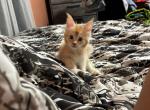 Griffin - Maine Coon Kitten For Sale - Roseboro&comma; NC&comma; US