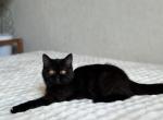 Irishka - Scottish Straight Cat For Sale - Los Angeles&comma; CA&comma; US