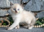 Sprinkles - Ragdoll Kitten For Sale - Ronks&comma; PA&comma; US