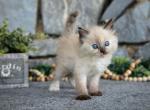 Sparkles - Ragdoll Kitten For Sale - Ronks&comma; PA&comma; US