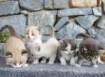Flutterpaw's Litter Ragdoll American Shorthair Mix - Ragdoll Kitten For Sale - Ronks&comma; PA&comma; US