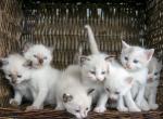 Lilly's Litter of Ragdoll Siamese Mix Kitties - Ragdoll Kitten For Sale - Ronks&comma; PA&comma; US