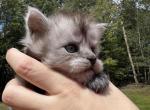 Big Handsome Black Smoke Boy - Maine Coon Kitten For Sale - Tannersville&comma; PA&comma; US