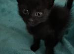Black Maine coon mix - Domestic Kitten For Sale - Leominster&comma; MA&comma; US