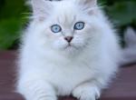 Xamanta - Siberian Kitten For Sale - Grayslake&comma; IL&comma; US