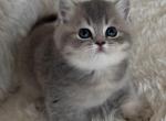 Atlas - British Shorthair Kitten For Sale - Parker&comma; CO&comma; US