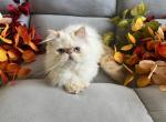 Cosmos - Himalayan Cat For Sale - Henderson&comma; CO&comma; US