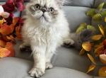 Fiji - Himalayan Cat For Sale - Henderson&comma; CO&comma; US