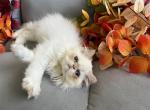 Alfalfa - Himalayan Cat For Sale - Henderson&comma; CO&comma; US