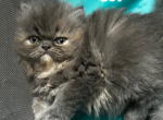 Mona's 3rd Litter - Persian Kitten For Sale - Fulshear&comma; TX&comma; US