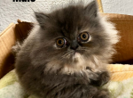 Cucumber - Persian Kitten For Sale - Fulshear&comma; TX&comma; US