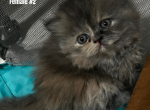 Shelly Belly - Persian Kitten For Sale - Fulshear&comma; TX&comma; US