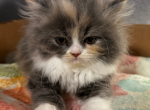 Dash - Persian Kitten For Sale - Fulshear&comma; TX&comma; US