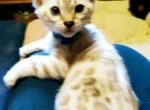 Moxie's blue eyed boy - Bengal Kitten For Sale - Buellton&comma; CA&comma; US