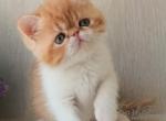 Exotic Shorthair Red With White kitten - Persian Kitten For Sale - Hollywood&comma; FL&comma; US