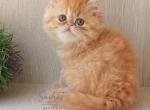 Persian Red Tabby Kitten - Persian Kitten For Sale - Hollywood&comma; FL&comma; US