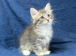 Blue Bell - Siberian Kitten For Sale - Milton Freewater&comma; OR&comma; US